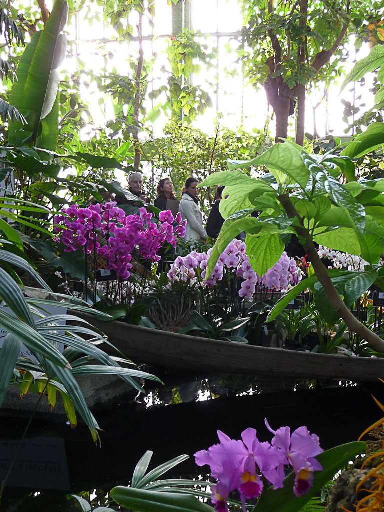 Exposition Mille et une orchidées-Plantes