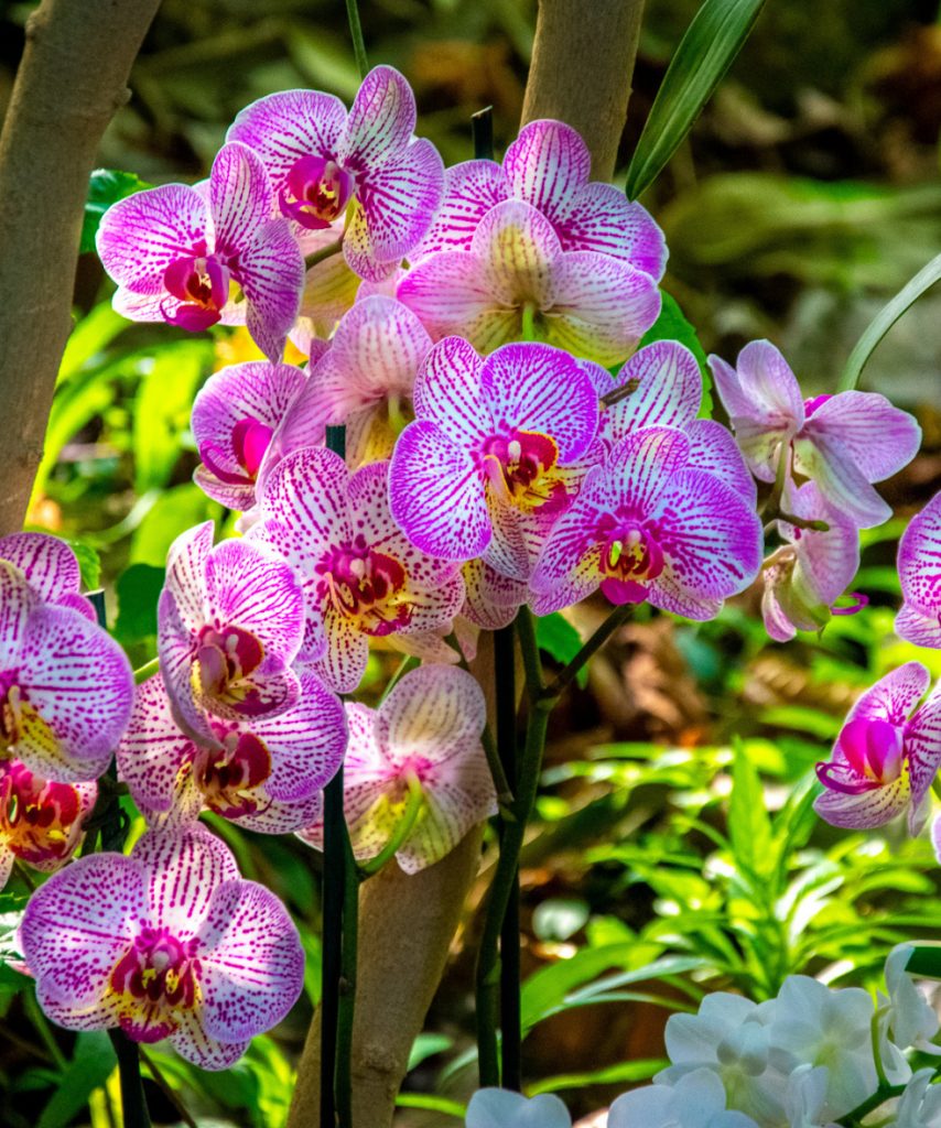 AGENDA DU 3 AU 10 FÉVRIER - QUE FAIRE CETTE SEMAINE À PARIS ?-mille-et-une-orchidees