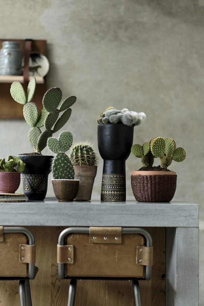 5 PLANTES D’INTERIEUR QUASI INCREVALES : cactus @madamecrobalo