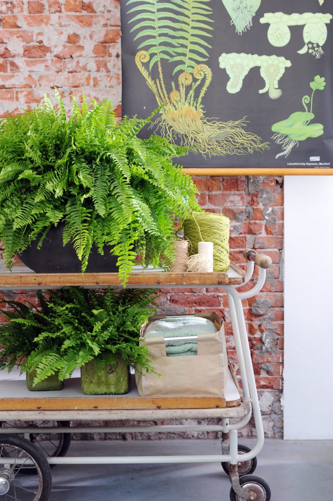 Nephrolepis exaltata Office Hollandais des fleurs