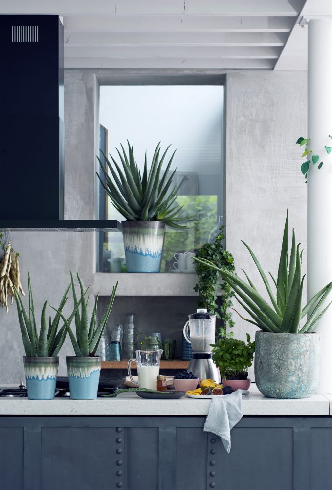 plante increvable Aloe Vera @maplantemonbonheur @madamecrobalo