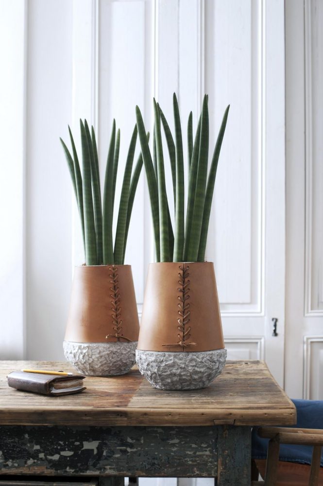 5 PLANTES D’INTERIEUR QUASI INCREVALES Sansevierias-cylindriques